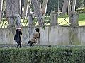 trezzani (261)